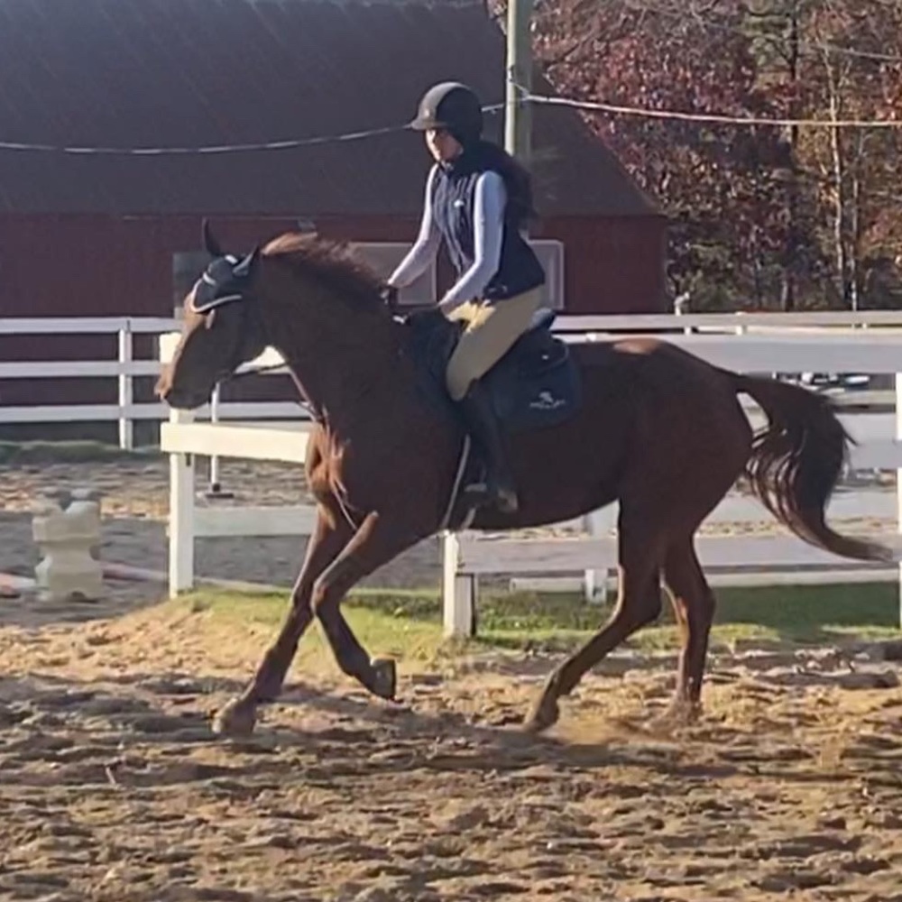 EQUESTRIAN IN SEARCH OF- DO NOT PURCHASE